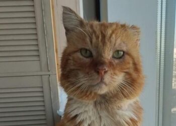 Скончался махачкалинский Хатико, шесть лет проживший на могиле хозяина