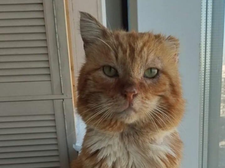 Скончался махачкалинский Хатико, шесть лет проживший на могиле хозяина