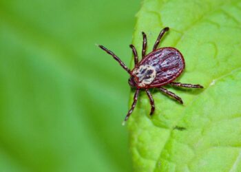 Действуем быстро: врач дала важную рекомендацию на случай укуса клеща