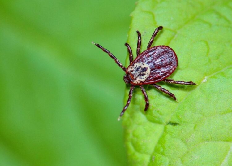 Действуем быстро: врач дала важную рекомендацию на случай укуса клеща