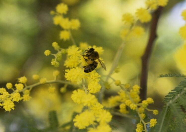 Выращивать эти простые растения на даче запрещено: грозят гигантские штрафы