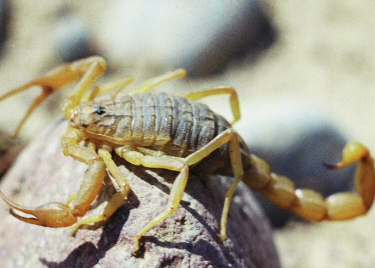 Опубликован список животных, которых запрещено держать дома