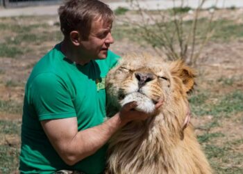 Загрыз, но не виноват: покусавшего дрессировщика в Крыму льва не будут усыплять