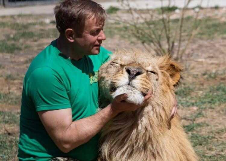 Загрыз, но не виноват: покусавшего дрессировщика в Крыму льва не будут усыплять