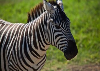 Сериал «Мадагаскар» в реале: видео операции по возвращению домой сбежавшей зебры