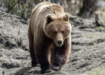 Медведь-людоед напал на туристку на Камчатке. Видео с места трагедии