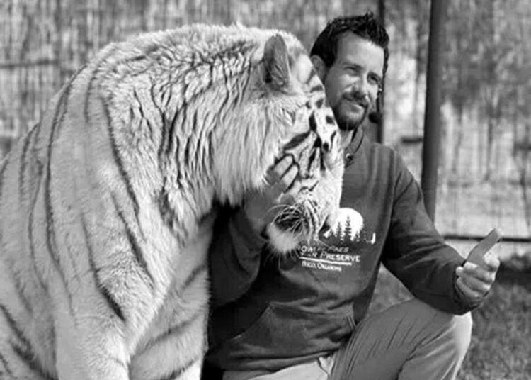 Звезду фильма «Король тигров» растерзал тигр-людоед