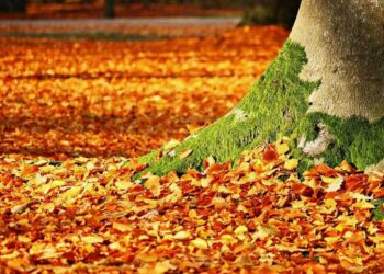 Врачи предостерегли любителей красивых снимков от фотосессий с осенними листьями