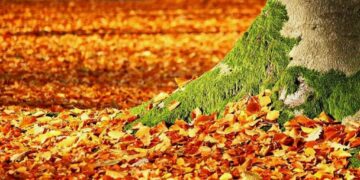 Врачи предостерегли любителей красивых снимков от фотосессий с осенними листьями