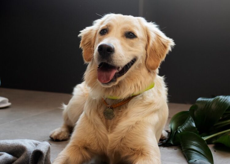 Собака включила плиту и устроила взрыв в новосибирской многоэтажке