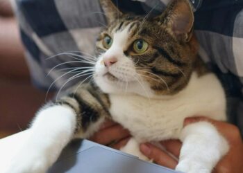 Опытный врач предупредил россиян об опасности излишней нежности с питомцами