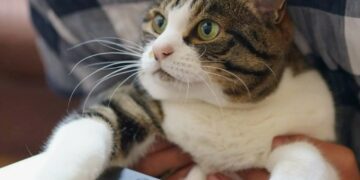 Опытный врач предупредил россиян об опасности излишней нежности с питомцами