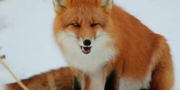 В Омской области бешеная лиса чуть не растерзала девушку. Фото