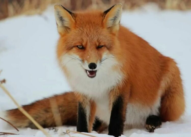 В Омской области бешеная лиса чуть не растерзала девушку. Фото