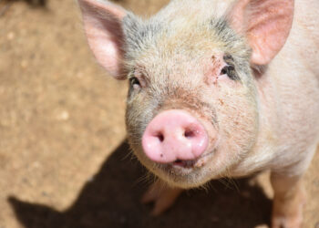 Поросенок спас российских бойцов от подрыва на мине