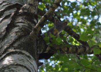 Российский винодел заразился бешенством на отдыхе прямо во время сна