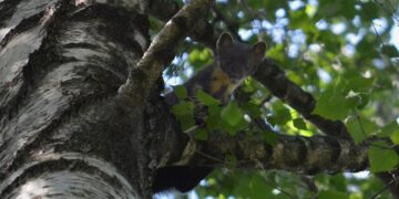 Российский винодел заразился бешенством на отдыхе прямо во время сна