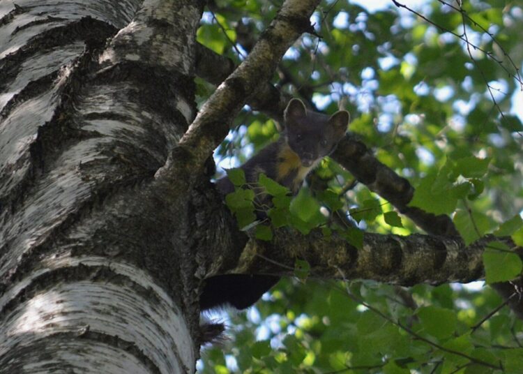 Российский винодел заразился бешенством на отдыхе прямо во время сна