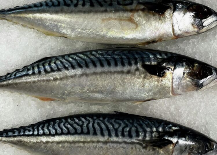 На Кубани мужчина купил «скумбрию» и чуть не умер от нервнопаралитического яда