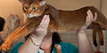 Усатый из России стал самым красивым котом в мире