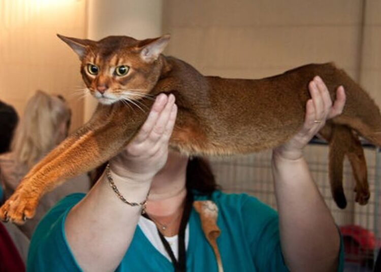 Усатый из России стал самым красивым котом в мире