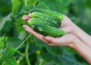 Почему цены на огурцы теперь заоблачные: эксперты объяснили резкое подорожание