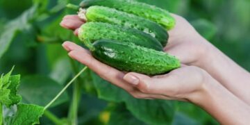 Почему цены на огурцы теперь заоблачные: эксперты объяснили резкое подорожание