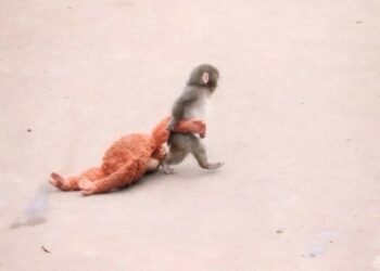 Ставший знаменитым на весь мир макак из Японии Панч больше не одинок, он нашел подружку