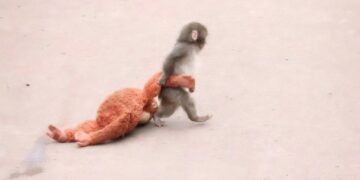 Ставший знаменитым на весь мир макак из Японии Панч больше не одинок, он нашел подружку