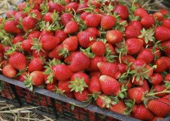 Эксперты дали полезные рекомендации по выбору самой вкусной клубники и черешни