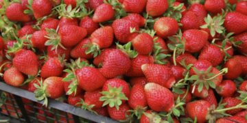 Эксперты дали полезные рекомендации по выбору самой вкусной клубники и черешни